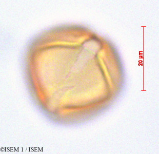 Cestrum humboldtii - lame n° 29140